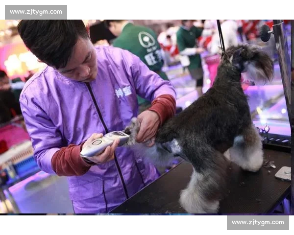 泰迪犬竞技赛事全面解析 激烈角逐彰显训练与技巧完美结合