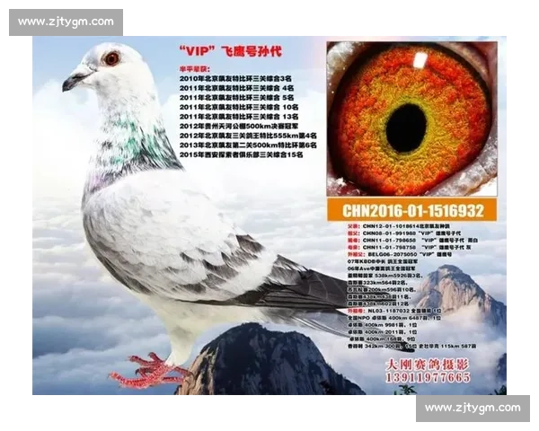 比赛鸽子号查询方法及技巧详解助您快速找到优质赛鸽