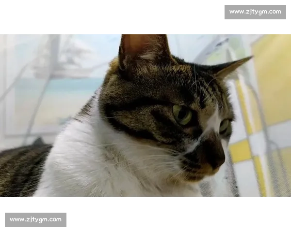 猫咪才艺大比拼精彩瞬间全记录趣味评选大赛盛况揭秘