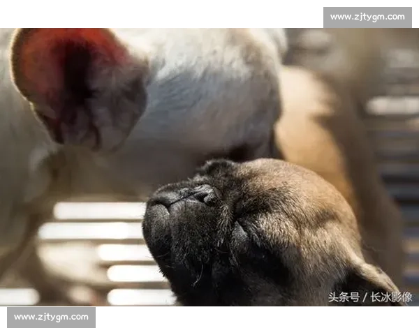 超治愈金毛犬赛场高光时刻合集看完忍不住想立刻养一只回家的温暖冲动 超治愈金毛犬赛场高光时刻合集看完忍不住想立刻养一只回家的温暖冲动